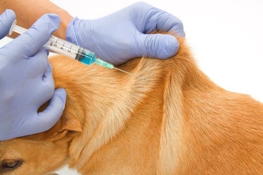 犬の『皮膚が伸びる』のはなぜ?主な理由や病気を早期発見するためのチェック方法まで
