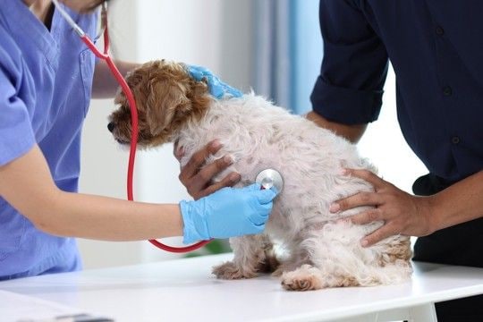 放っておくと危険な『犬の病気』5つ 絶対に見逃したくない初期症状とは?