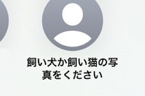 スマホで知らない人から『犬か猫の画像ください』のメッセージ→試しに愛犬を送ってみたら…『驚きの展開』が289万再生「素敵」「平和で好き」