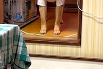 『小さな段差が怖い』と文句を言う犬→『おいで』と呼んでみても…あまりにも『赤ちゃんすぎる光景』に反響「ビッグベイビー」「足長いのにｗ」