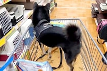 ホームセンターでお買い物を楽しむ犬→併設されている『病院の前』を通った結果…想像を超えるリアクションに反響「覚えてるｗ」「トラウマがｗ」