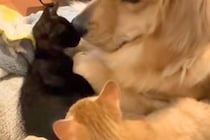 『死んでしまうのでは』と思うほど体調を崩した子猫→大型犬が心配をして…種族を超えた光景が18万再生「親子みたい」「なんて優しいお顔」