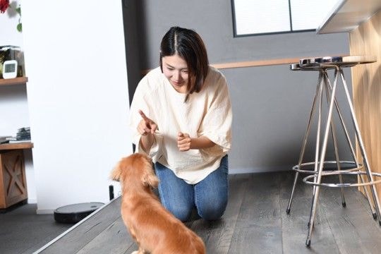 『しつけができていない犬』の特徴５選　改善すべき問題行動や考えられるリスクまで