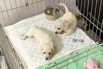 『2匹の赤ちゃん犬』に近づいた結果→嬉しさが爆発して…破壊力が高すぎる『まさかの行動』に悶絶「人を沼らせる」「可愛い以上の言葉がない」