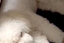 眠りながらピクピクと震える犬→『発作かも』と心配で病院へ行ったら…まさかの『診断結果』が88万表示「ビックリするよね」「うちもしますｗ」