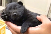 手のひらサイズの赤ちゃん犬→4年後…同じ犬と思えない『カッコよすぎる成長』に1万いいね集まる「子グマから美に…」「可愛すぎる」と絶賛続々
