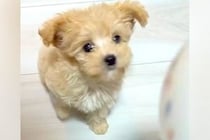 ご飯が楽しみすぎる子犬→お皿を置いた瞬間、まさかの『1回転』してしまい…予想外すぎる光景が34万再生「前のめりで草」「思わず声出たｗｗ」