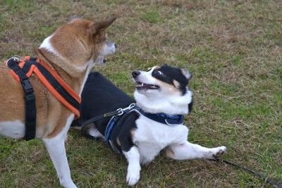 散歩中に吠えかかる犬