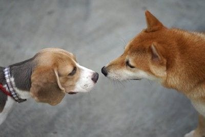 鼻を近づけ合う犬