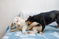 他人の犬にやってはいけない『絶対NG行為』５選　事故やトラブルを未然に防ぐために飼い主がすべきことまで