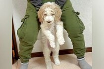 体重2キロの子犬を飼った結果→10ヶ月後、息子の身長をも上回り…あまりにもデカい『成長した現在』が35万再生「人間感ｗ」「AI加工かと」