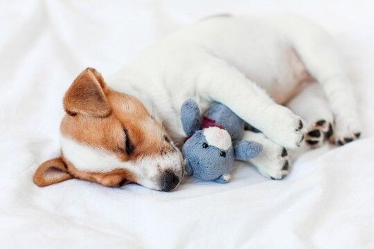 犬が『ぬいぐるみ』を手放さないのはなぜ？人形に執着しているときの気持ちや注意点まで