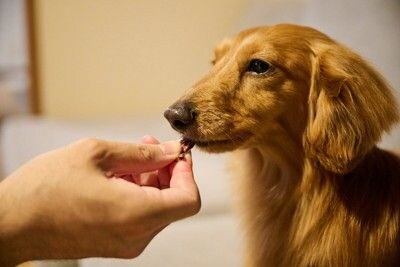 犬におやつを与える