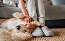 犬を『可愛がると甘やかす』どう違うの？飼い主の間違った対応や育て方のコツまで
