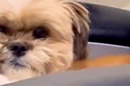 『寝起きの犬』を撮影してみた結果→なぜか顔の右半分が…思わず笑う『想像以上の寝ぐせ』に反響「えぐられすぎてて草」「かわいすぎるｗｗ」