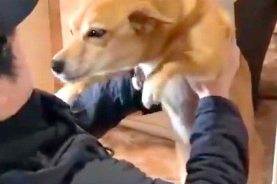 離れて暮らすお兄ちゃんが帰省→犬が玄関までお出迎えをして…尊すぎる『おかえりなさいのご挨拶』に2万いいね「見てて幸せ」「扇風機みたいw」