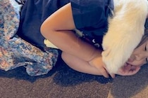 3歳の女の子と超大型犬が『一緒にお昼寝した』結果→とんでもなく愛おしい『寝かしつけの方法』に4万いいね「ホールドｗ」「愛が溢れてる」