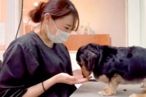 トリマーのお姉さんと仲良しな犬→心を許しすぎてしまい、カット中に…まさかの『ガチ寝』が196万再生「もはや家で草」「人間みたいｗｗ」