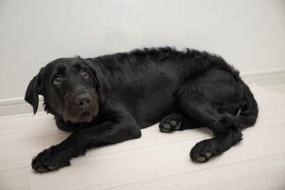 びっくりしている犬