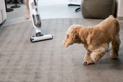 掃除機にビビる犬