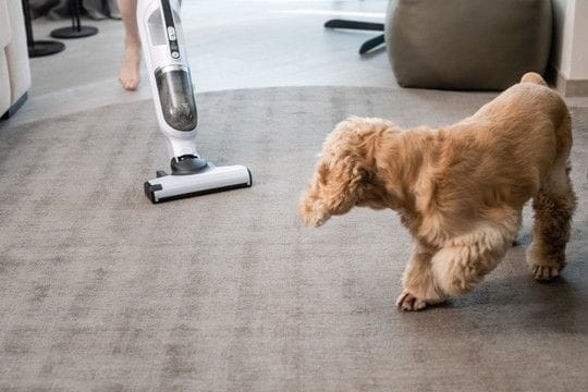 犬が驚いたときにみせるサイン4選 ビビリなワンコの共通点や暮らしの中で注意すべき行動まで