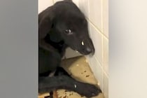 施設の隅で人間を怖がっていた『元野犬』を飼った結果→食事もままならず、3ヶ月後…涙あふれる『表情の違い』に思わず感動「素晴らしい」