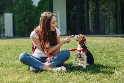 女性と遊ぶビーグル