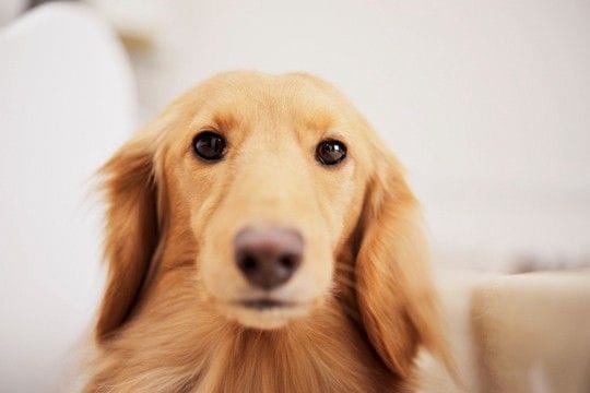 犬が『満足していない』ときにみせるサイン５つ　愛犬の不満を解消するためにできることとは？