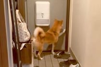 娘以外の家族が全員外出→犬と『ふたりきりになった』結果…思わず笑ってしまう『まさかの態度』が5万再生「ちょっと複雑ｗ」「寂しいよね」