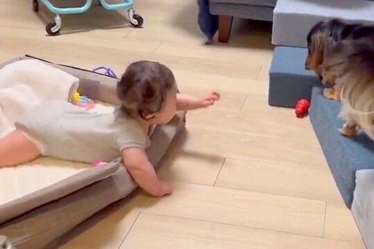 生まれた時からずっと犬と過ごしてきた赤ちゃん→一緒に成長して…素敵すぎる『遊び方の変化』が660万表示「ワシが育てた」「教育に良さそう」