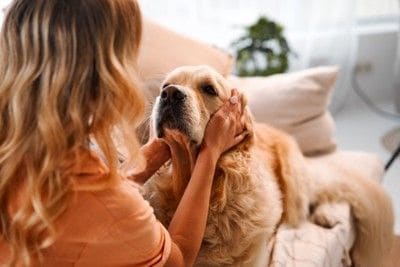 ソファの上で犬と戯れる女性