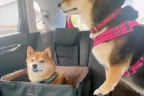 後部座席に乗っている2匹の柴犬→何気なく撮影していると…想像以上の『シンクロっぷり』が17万表示「すげぇ！」「一心同体で可愛すぎ」と絶賛