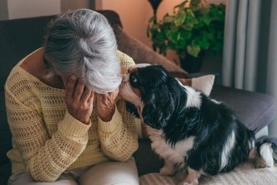 頭を抱える人、顔を寄せる犬