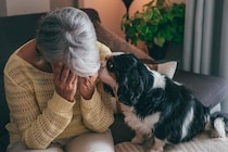 犬は『人間の表情』を識別することができるの？悲しんでいるのが分かる？見分ける方法まで