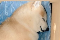 獣医に『お？結構筋肉質だね』と言われた柴犬→あまりにも『説得力のない光景』に2万いいね集まる「ムキムキというよりモチモチ」「可愛いｗ」