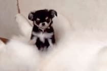 極小の赤ちゃん犬が『大型犬たちと暮らした』結果→お腹の上が特等席で…愛おしすぎる『サイズ差』が98万再生「自称ハスキーｗ」「素敵な関係」