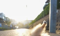 朝日が綺麗だったので『犬を撮影してみた』結果→まさかの体勢になって…思いがけない『奇跡の一枚』に1万いいね「ブレイクダンスｗ」「AIかと」