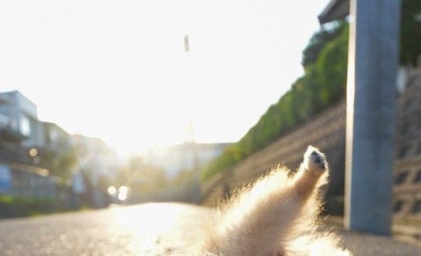 朝日が綺麗だったので『犬を撮影してみた』結果→まさかの体勢になって…思いがけない『奇跡の一枚』に1万いいね「ブレイクダンスｗ」「AIかと」