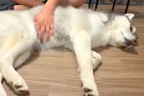『撫でる場所が違う』と主張するハスキー犬→なぜか飼い主の手を…まさかの『賢すぎる光景』に4万いいね「頭が良すぎる」「偉そうで可愛いｗ」
