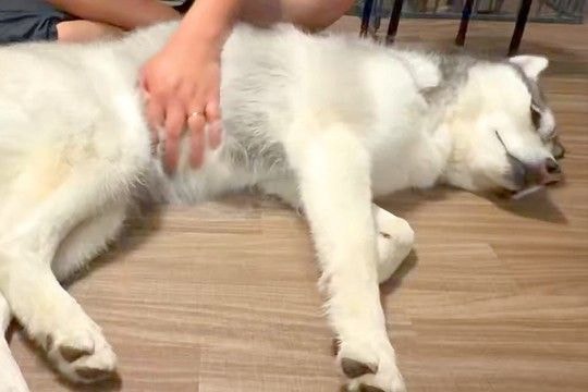 『撫でる場所が違う』と主張するハスキー犬→なぜか飼い主の手を…まさかの『賢すぎる光景』に4万いいね「頭が良すぎる」「偉そうで可愛いｗ」