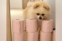 トイレットペーパーを置いたら、犬はどうするのか？→飛び越えると思いきや…予想を超える『まさかの展開』に爆笑「面白すぎｗｗ」「願えば叶う」