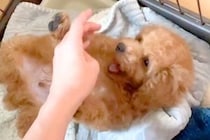 子犬を飼った結果→『こんな可愛い生き物がいるんだ』と思っていたら…3年後の『想像と違う成長』が32万再生「存在感ｗ」「すくすく育ったね」