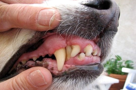 犬の『口腔内トラブル』を引き起こすNG行為4選 危険な症状や対処法まで