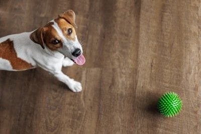 犬とボール