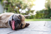夏に『犬の散歩』絶対に行ってはいけない時間帯とは？気温が高い日はどうしたらいいの？