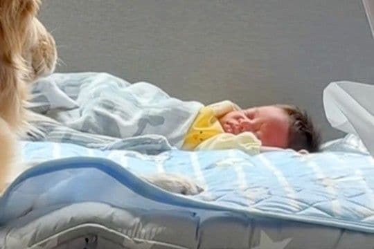 赤ちゃんが寝ている間に『お昼ごはんを食べた』母親→ふと様子を見ると、大型犬が…とんでもなく尊い光景が97万再生「母性溢れてる」「愛おしい」