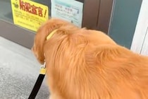 『床屋のおじいちゃん』に会いにきた大型犬→ドアを開け、再会を果たすと…『満喫しすぎな光景』に反響「優しい人をわかってる」「可愛すぎ」