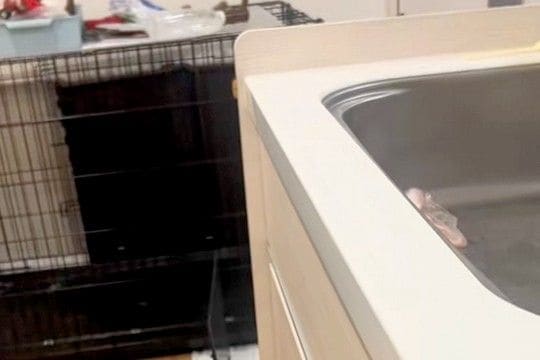 片付けができるようになった大型犬→『たくさん褒めまくった』結果…予想を上回る『健気すぎる光景』に称賛「なんて賢いの」「心なしかドヤ顔w」