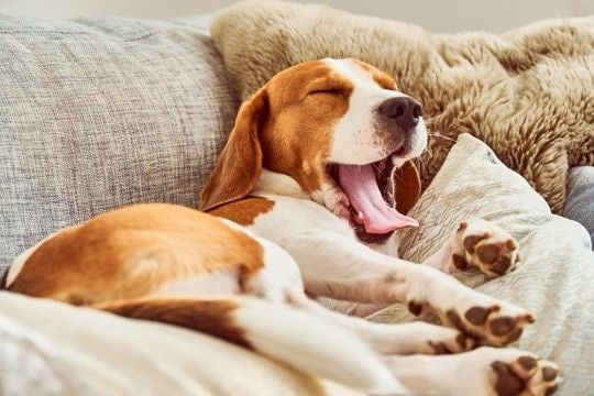 犬が『安心している』ときにみせる仕草や行動4つ 信頼している相手だけにするサインとは?