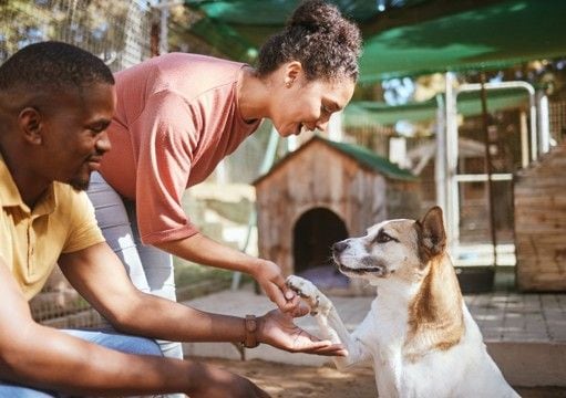 犬の『里親詐欺』とは？犯罪に巻き込まれないためにはどうしたらいいの？必ず知っておくべきことまで
